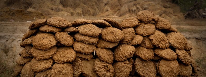 How To Compost Cow Dung: Turn Waste into Garden Gold