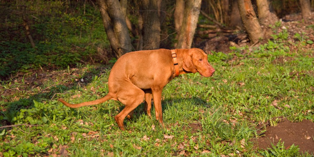 How to Compost Pet Waste Safely for a Greener Garden