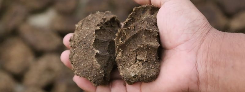 How To Compost Cow Dung: Turn Waste into Garden Gold