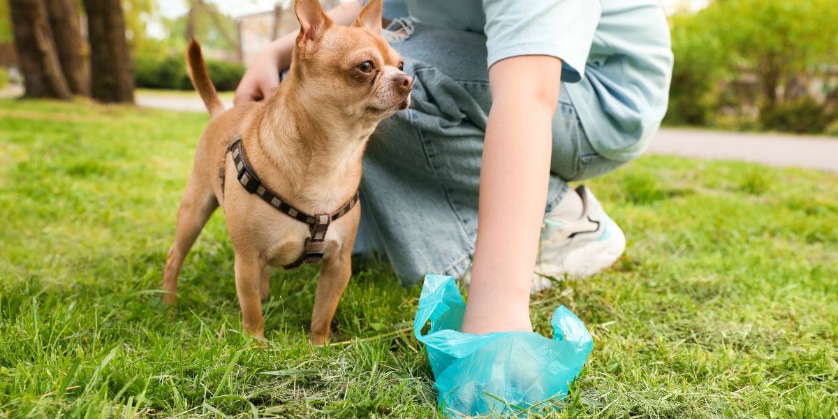 How to Compost Pet Waste Safely for a Greener Garden