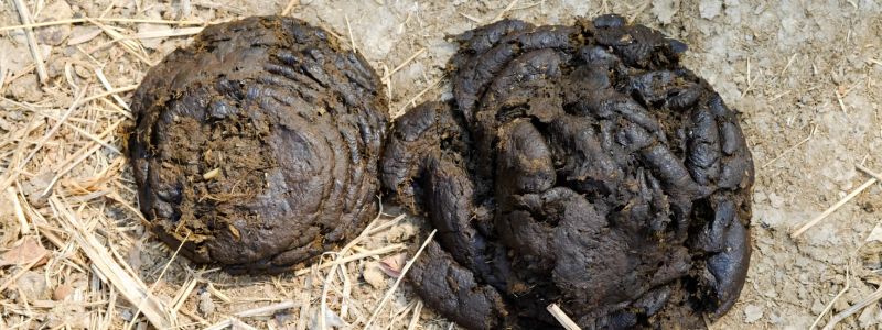 How To Compost Cow Dung: Turn Waste into Garden Gold