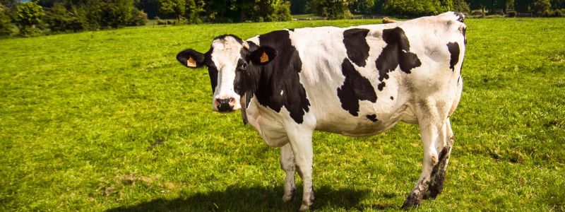 How To Compost Cow Dung: Turn Waste into Garden Gold