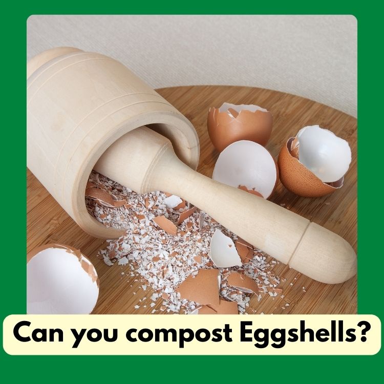 Can you compost Eggshells?