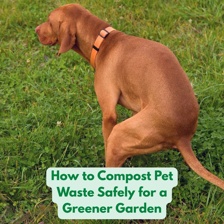 How to Compost Pet Waste Safely for a Greener Garden