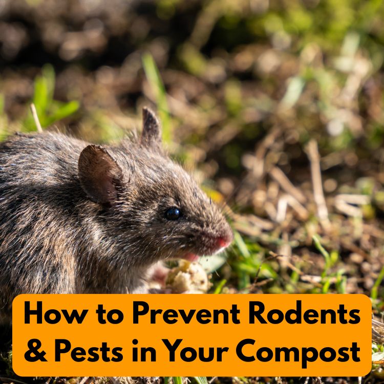 How to Prevent Rodents & Pests in Your Compost