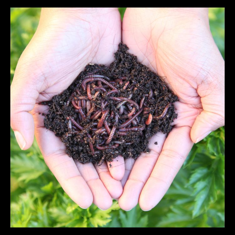 How to Start a Vermicompost Bin at Home