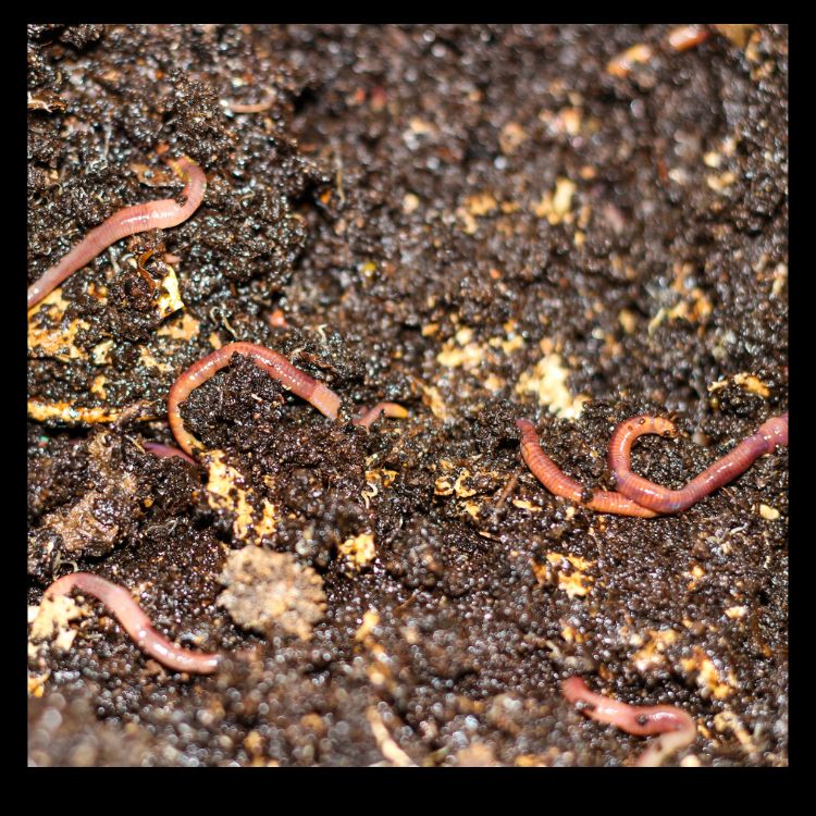 How to Start a Vermicompost Bin at Home