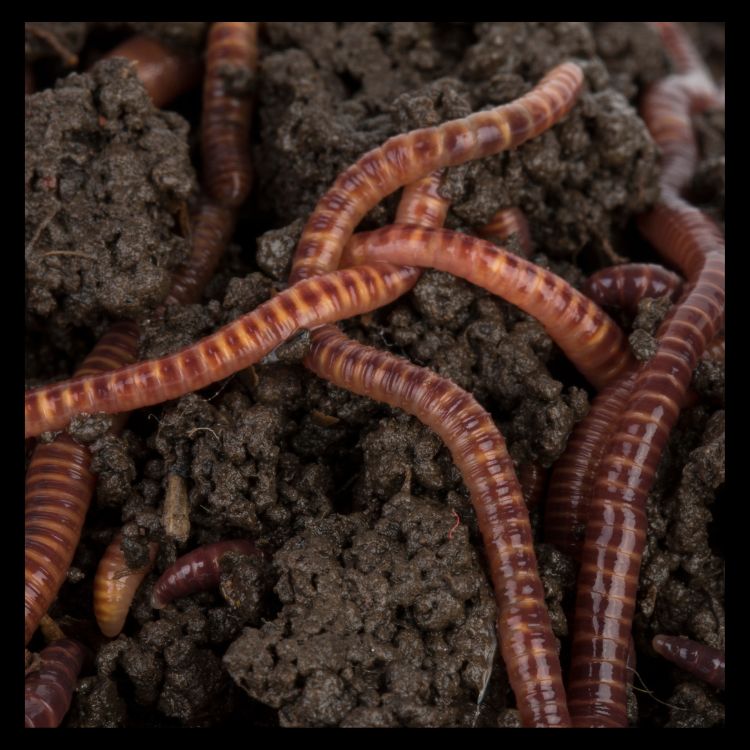 How to Start a Vermicompost Bin at Home