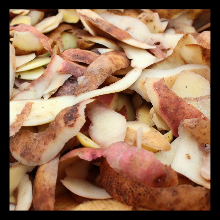 How to Start a Vermicompost Bin at Home