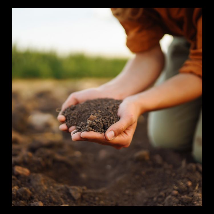 How to Start a Vermicompost Bin at Home