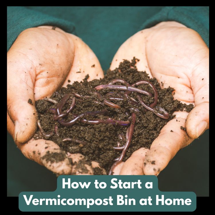 How to Start a Vermicompost Bin at Home