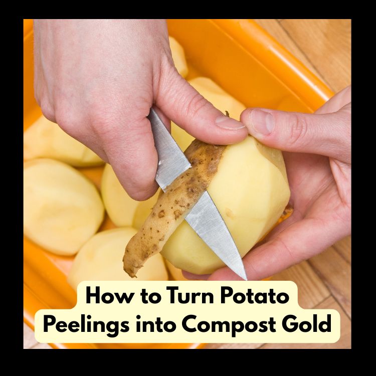 How to Turn Potato Peelings into Compost Gold