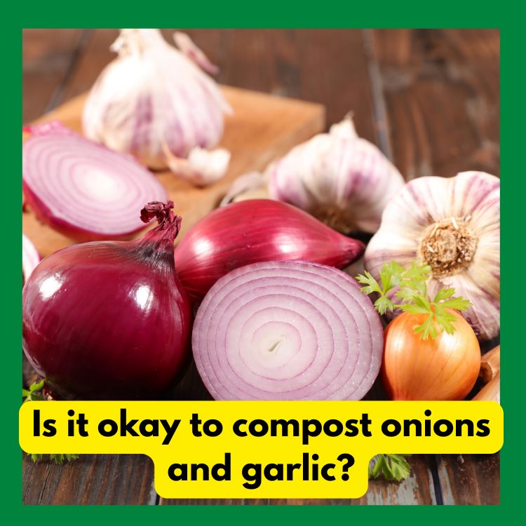 Is it okay to compost onions and garlic?