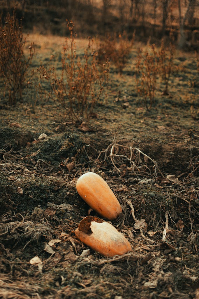 A pair of discarded bread pieces lie on dry, patchy ground with sparse vegetation.