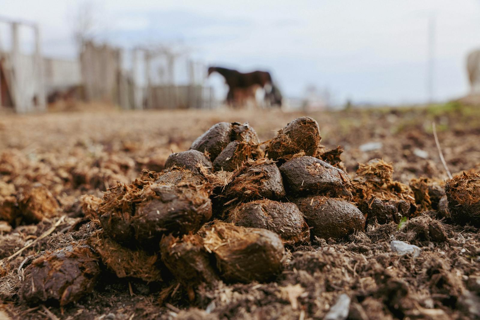 Detailed image of horse droppings in outdoor farmland with blurred background.