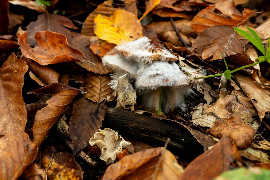 Mushroom with mold amidst colorful autumn leaves on a forest floor.