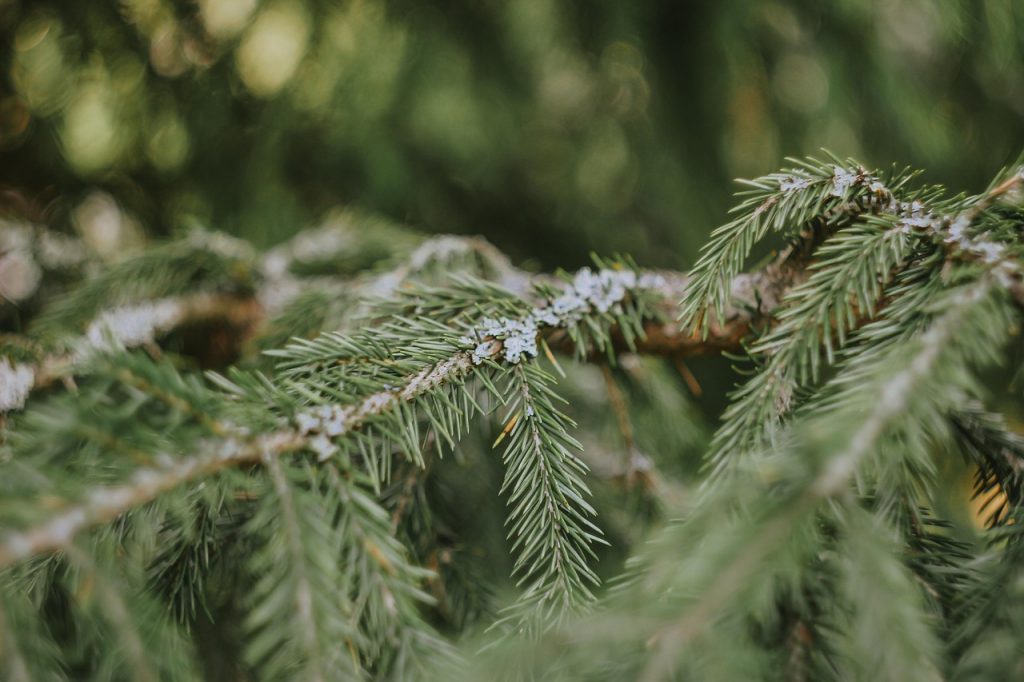 pine, tree, spruce, needles, pine tree, branch, plant, nature, pine, pine, pine, pine, spruce, spruce, spruce, pine tree, pine tree, pine tree, pine tree, pine tree