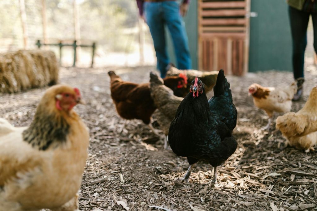 How Do You Compost Chicken Manure?