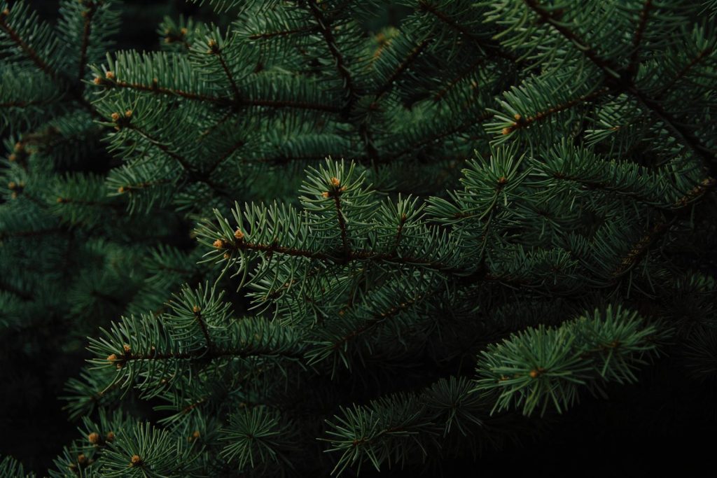 Detailed view of lush green pine tree branches, highlighting nature's intricate patterns.