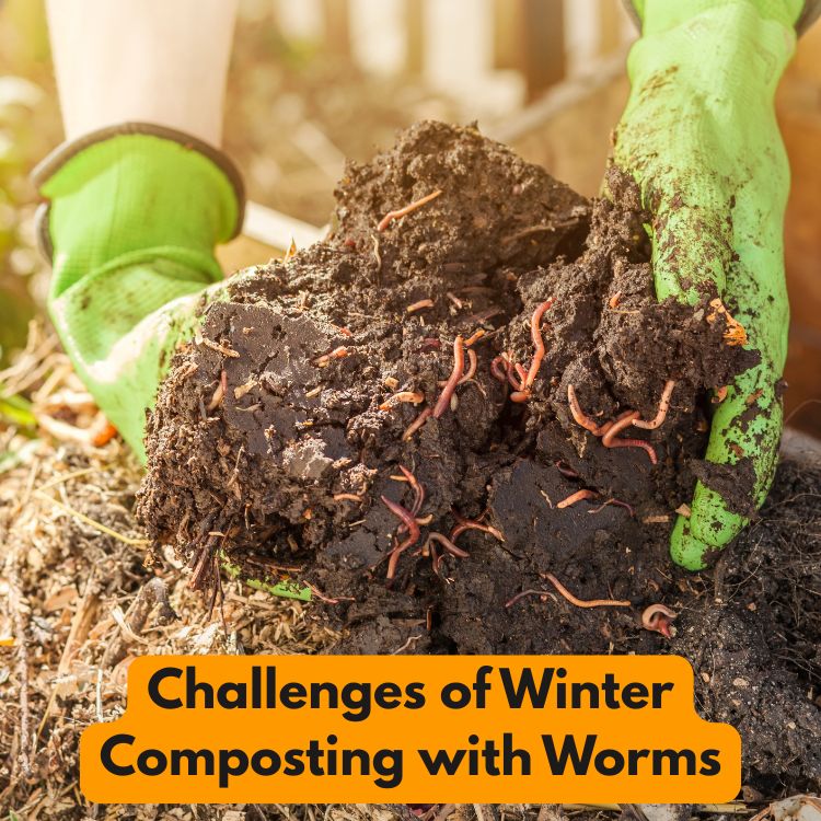 Challenges of Winter Composting with Worms