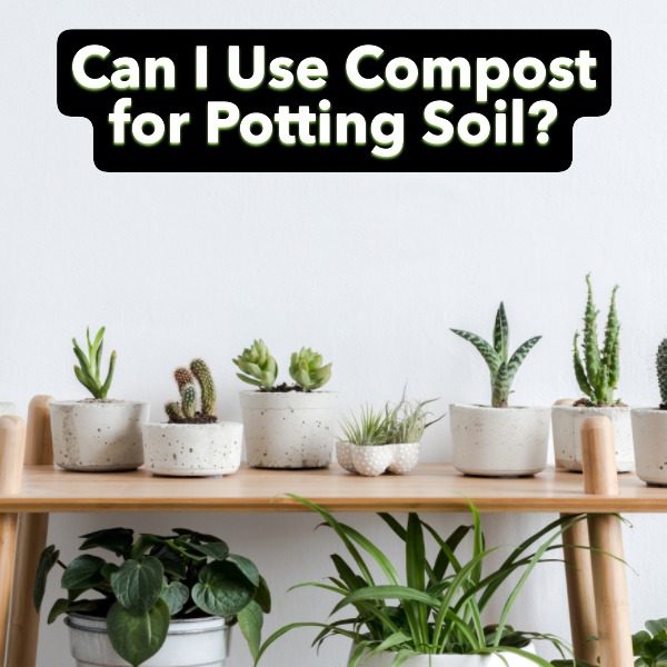 Can I Use Compost for Potting Soil?