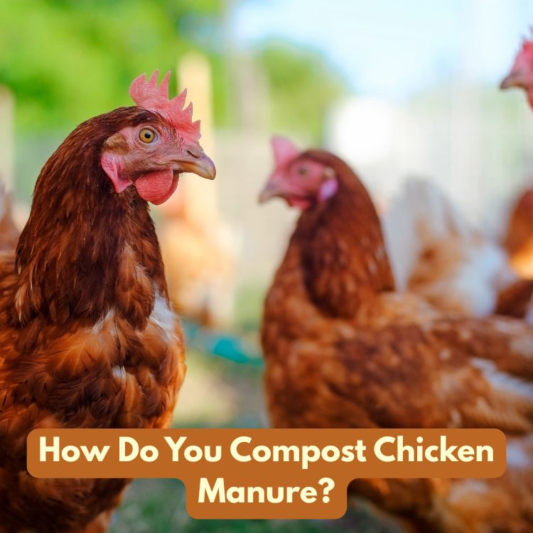 How Do You Compost Chicken Manure?