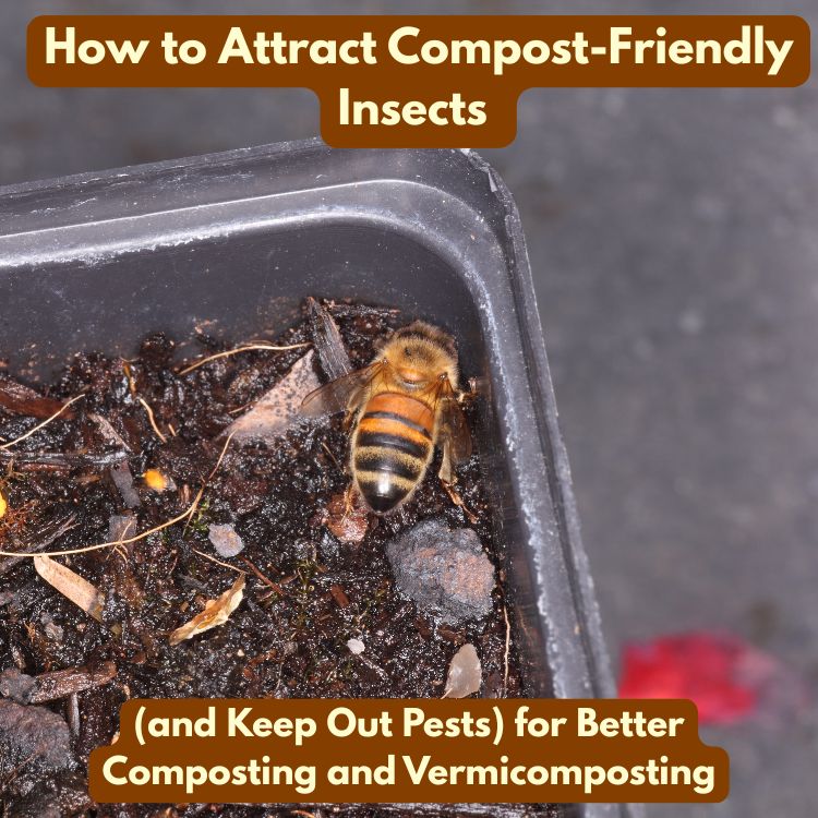 How to Attract Compost-Friendly Insects