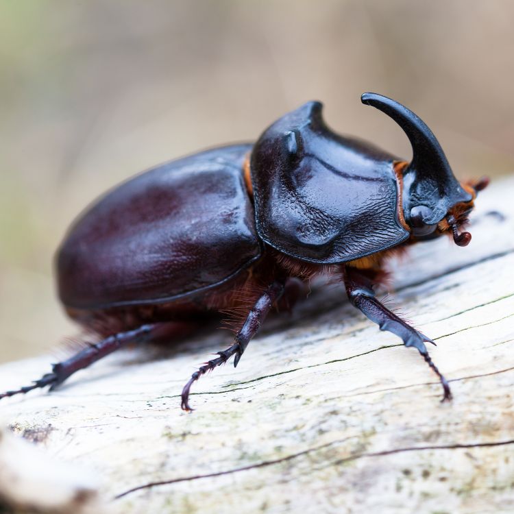 How to Attract Compost-Friendly Insects