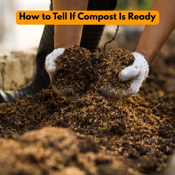 How to Tell If Compost Is Ready