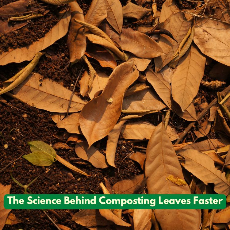 The Science Behind Composting Leaves Faster
