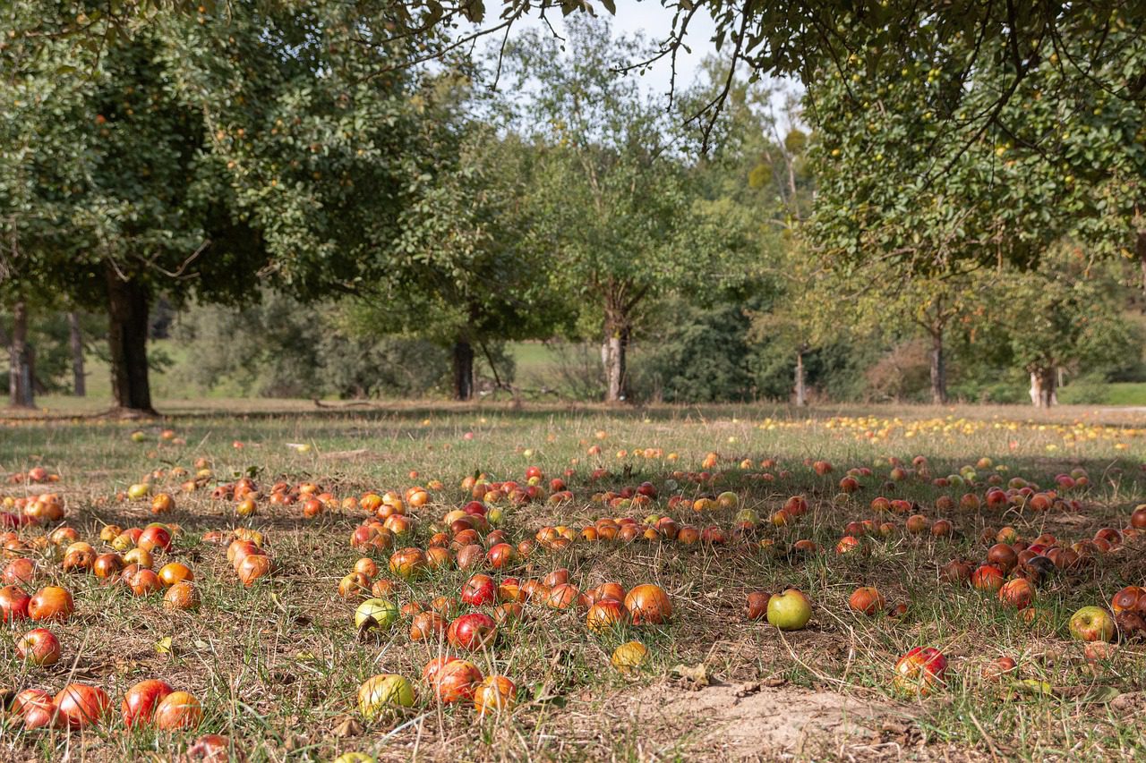 Compost on Fruit Trees