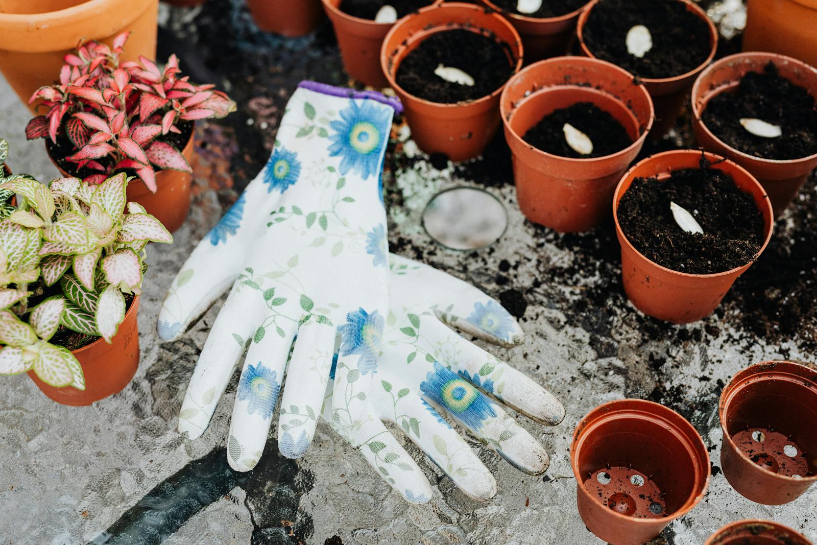 Best Compost for Seedlings and Propagation Trays