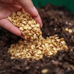 Can I put cereal in compost?